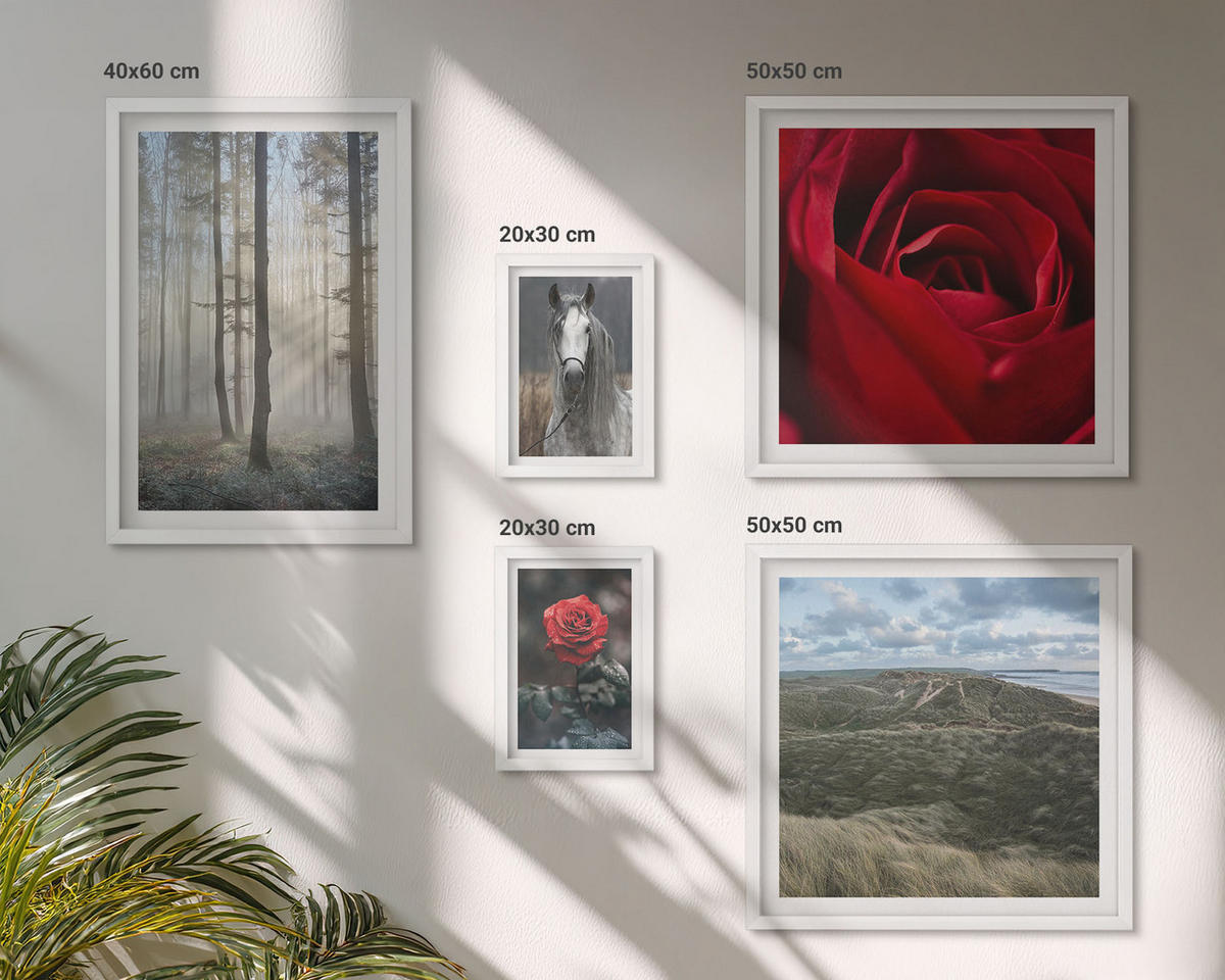BILDER SET 5er Set - 50x50 cm & 20x30 cm & 40x60 cm Weißer Rahmen - Rote Rosen auf pferdegrauem Hintergrund - Weiß, Kunststoff (40/60cm) - TULUP