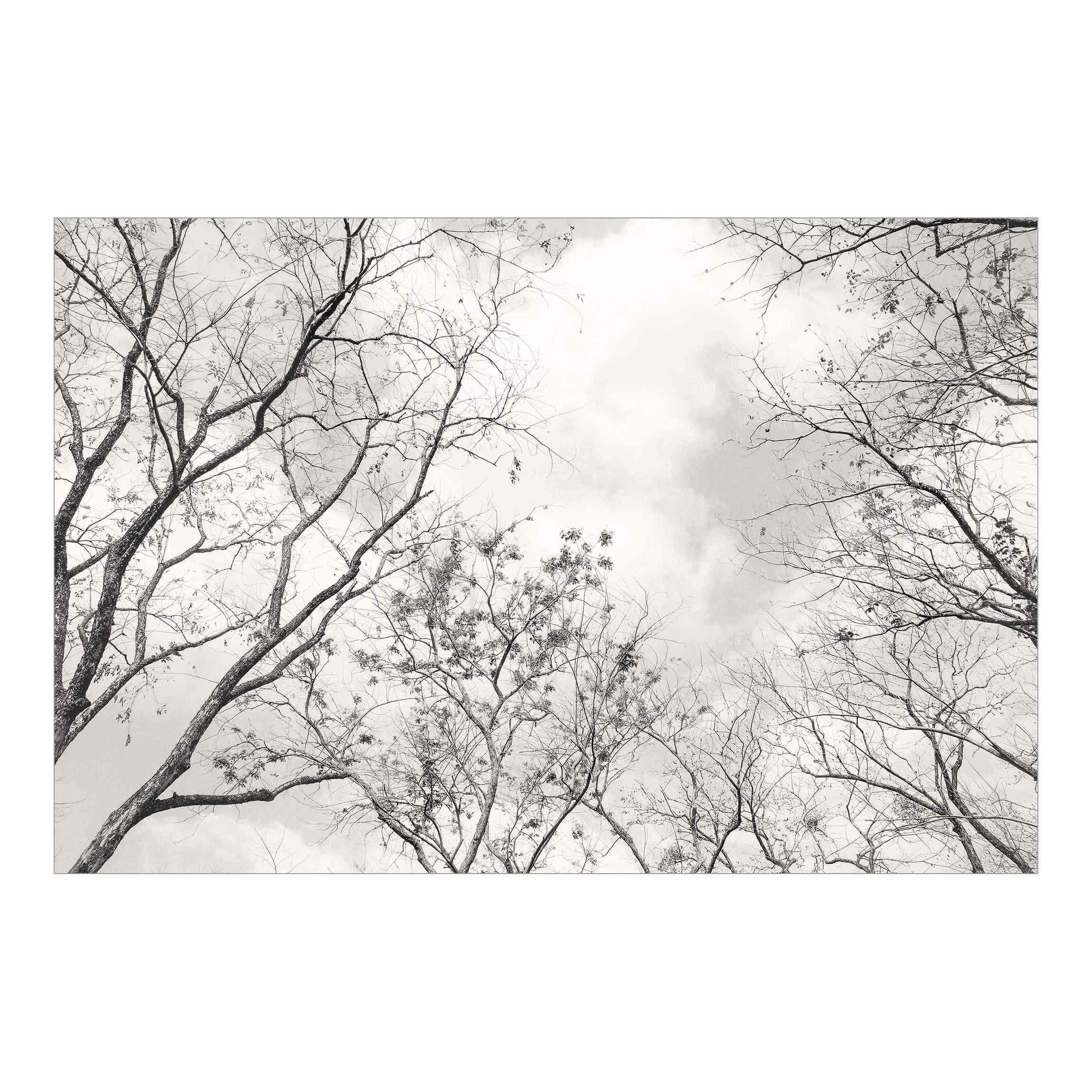 FOTOTAPETE Baumkronen im Himmel in Warmgrau 336/225 cm - Grau, Papier (336/225cm) - Bilderwelten