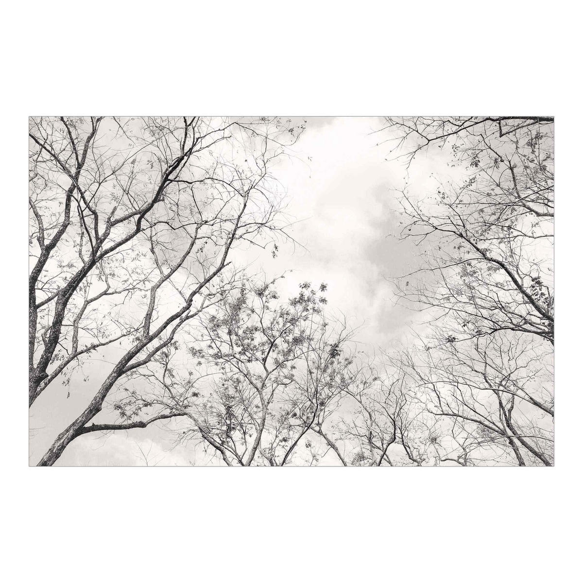 FOTOTAPETE Baumkronen im Himmel in Warmgrau 336/225 cm - Grau, Papier (336/225cm) - Bilderwelten