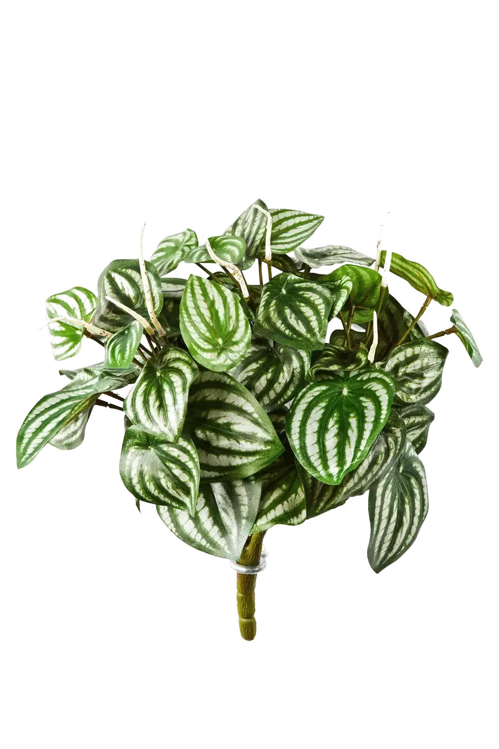 KUNSTPFLANZE Künstliche Peperomia - Melon - Grün, Kunststoff (35cm) - aplanta