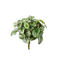KUNSTPFLANZE Künstliche Peperomia - Melon - Grün, Kunststoff (35cm) - aplanta