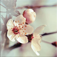 GLASBILD 30×30 cm Blumen rosé - Beige, Glas (30/30cm) - artissimo