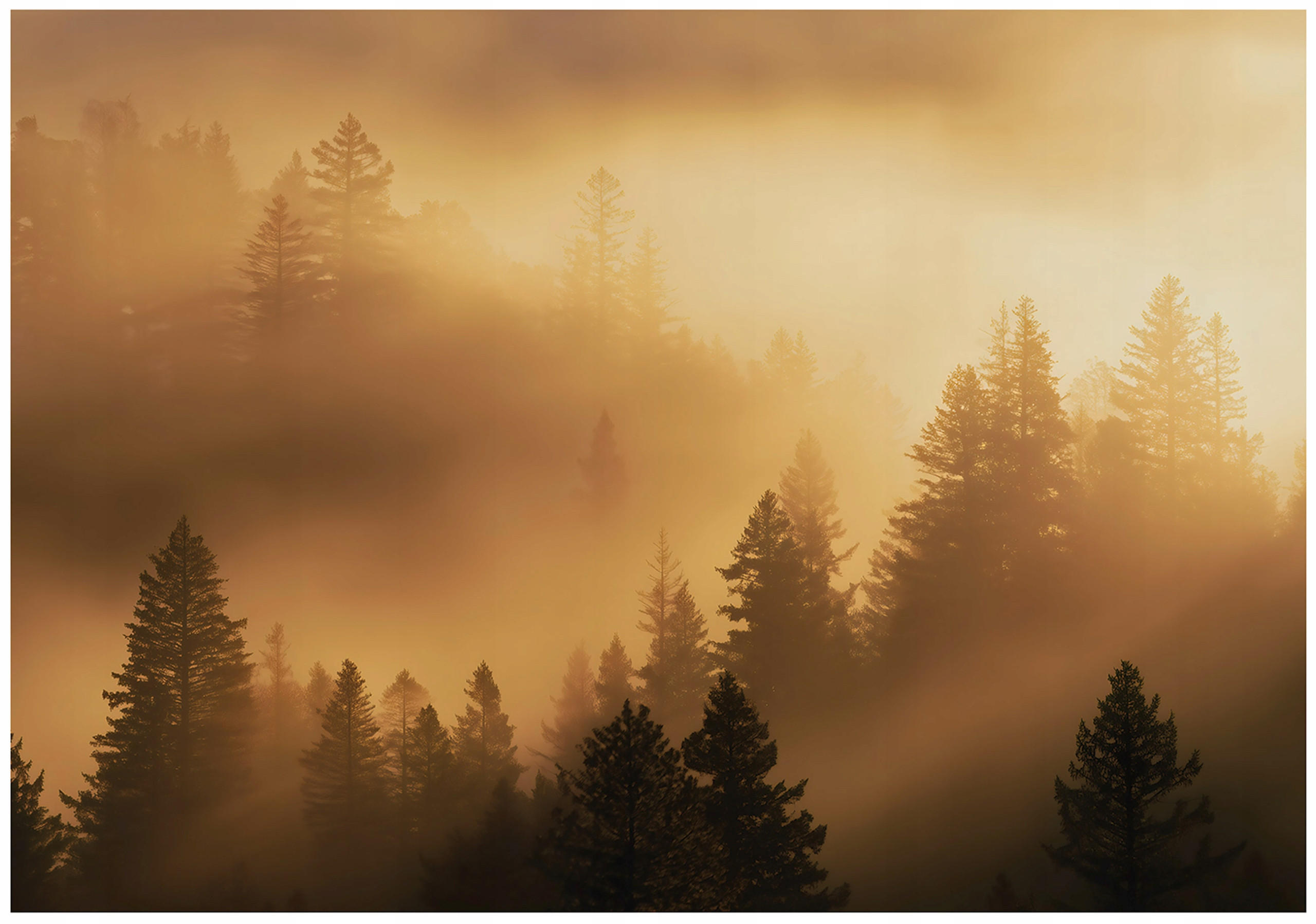 FOTOTAPETE Wald Nebel Beige 300x210 cm - Multicolor, Papier (300/210cm) - Wallarena