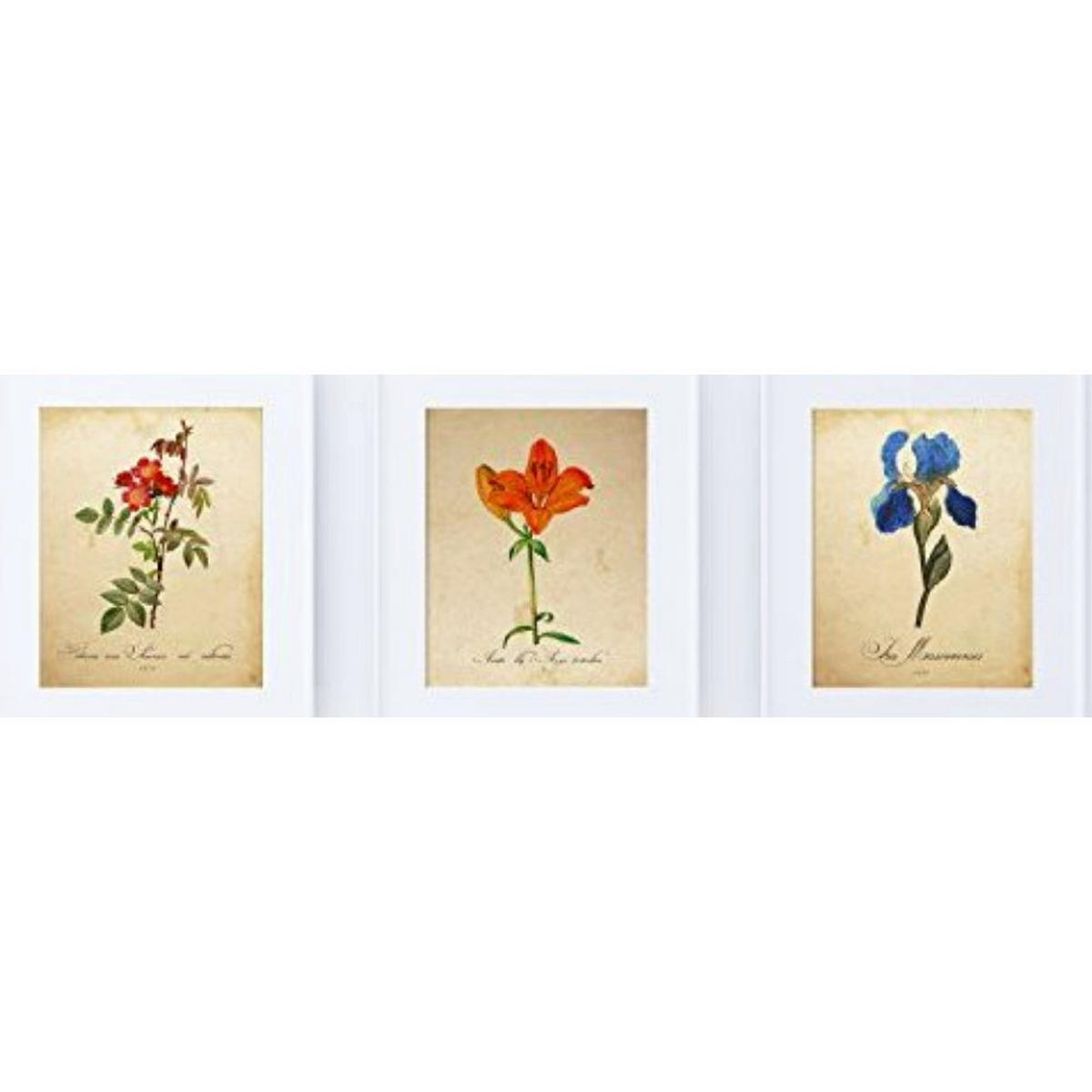 POSTER Set Mit 3 Botanik Natur A4 Rahmenlos - Klar, Papier (29.7/5/21cm) - Nacnic