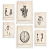 POSTER Set Mit 6 Anatomie Gehirn, Skelett, Muskeln und menschliche Gliedmaßen Größe A3 & A4 Weißer Rahmen - Weiß, Papier (29.7/1cm) - Nacnic