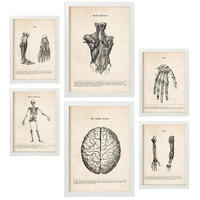 POSTER Set Mit 6 Anatomie Gehirn, Skelett, Muskeln und menschliche Gliedmaßen Größe A3 & A4 Weißer Rahmen - Weiß, Papier (29.7/1cm) - Nacnic