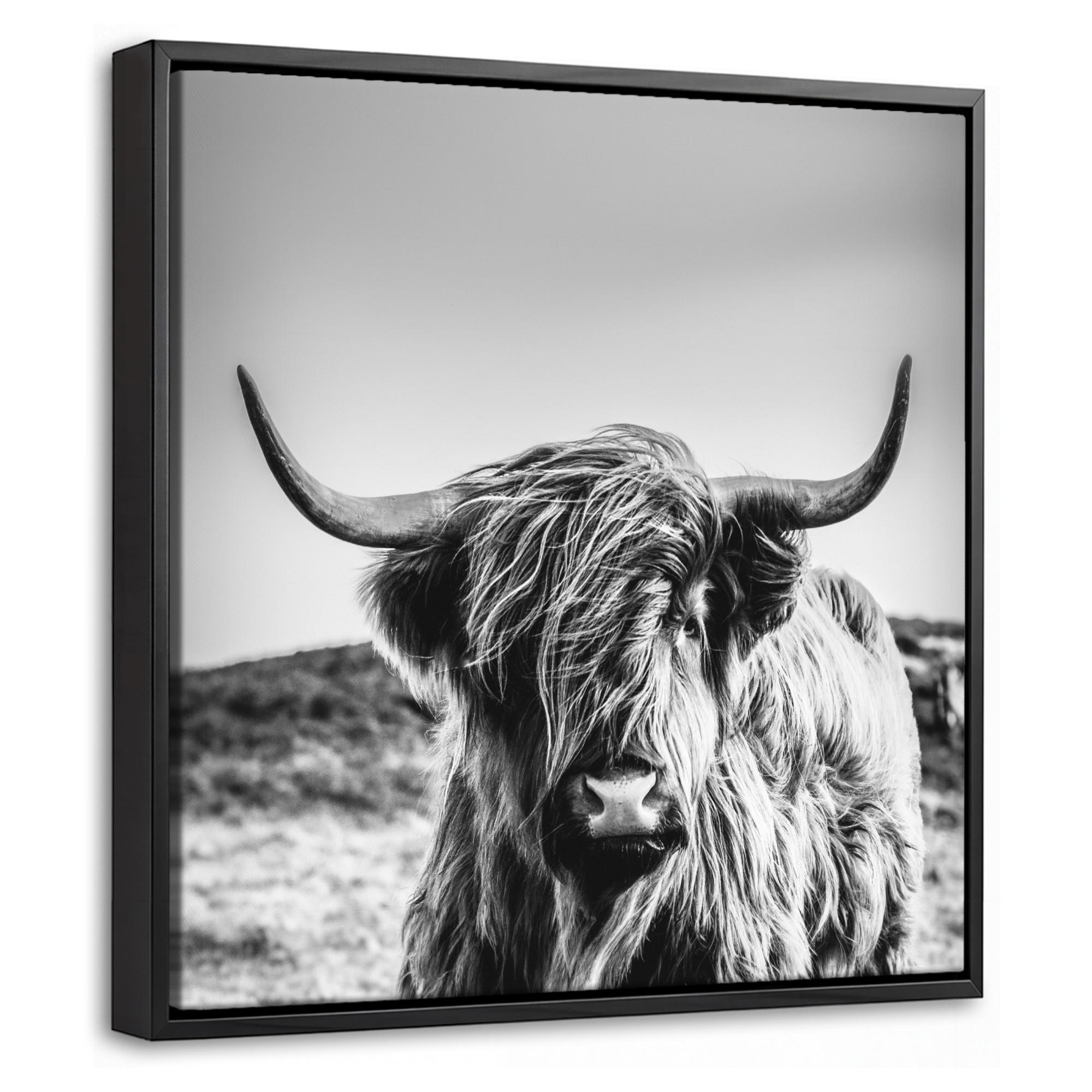 LEINWAND Bilder mit Rahmen - Kuh - Schottischer Hochländer - Schwarz - Weiß - Tier - Natur - Wildtiere - 20x20 - Schwarz, Textil (20/20cm) - MuchoWow