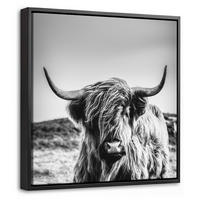 LEINWAND Bilder mit Rahmen - Kuh - Schottischer Hochländer - Schwarz - Weiß - Tier - Natur - Wildtiere - 20x20 - Schwarz, Textil (20/20cm) - MuchoWow