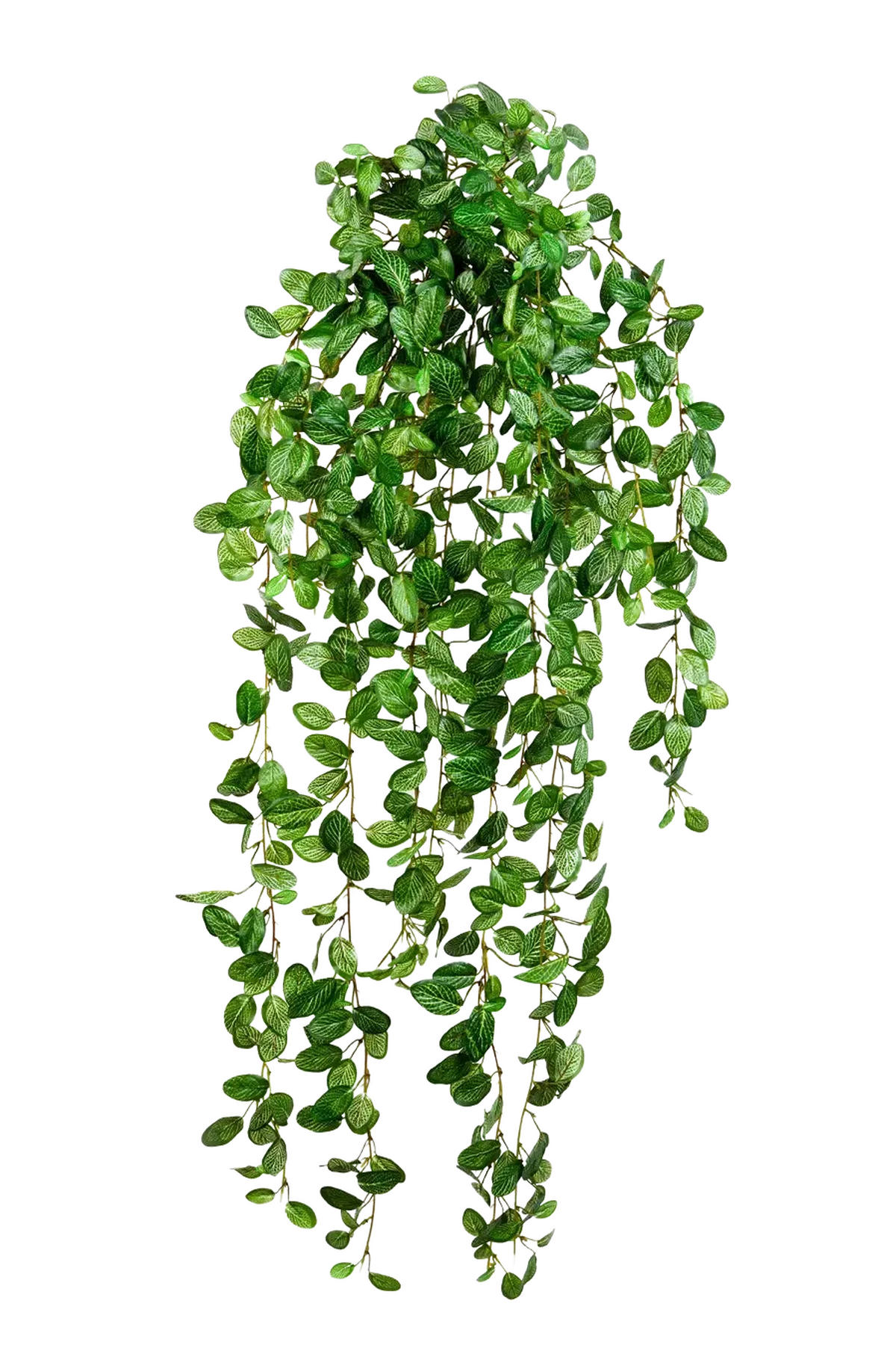 KUNSTPFLANZE Künstliche Hänge-Fittonia - Freya 85 cm - Grün, Kunststoff (85cm) - aplanta