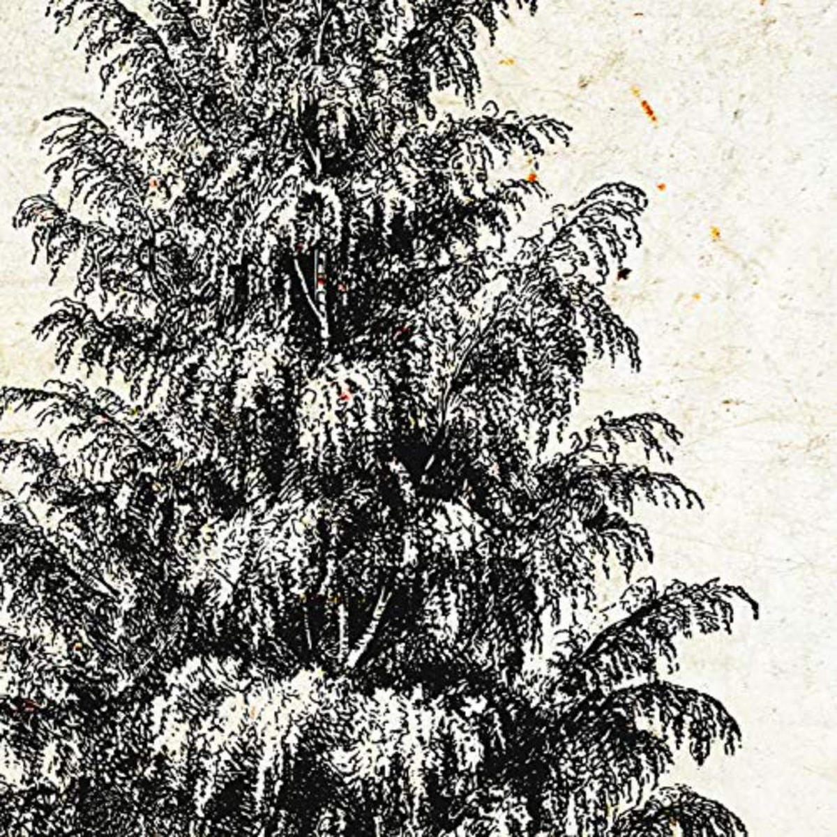 POSTER Set mit 4 Blättern der Hohe Bäume Jahrgang Hintergrund 20x20cm Rahmenlos - Klar, Papier (20/3cm) - Nacnic