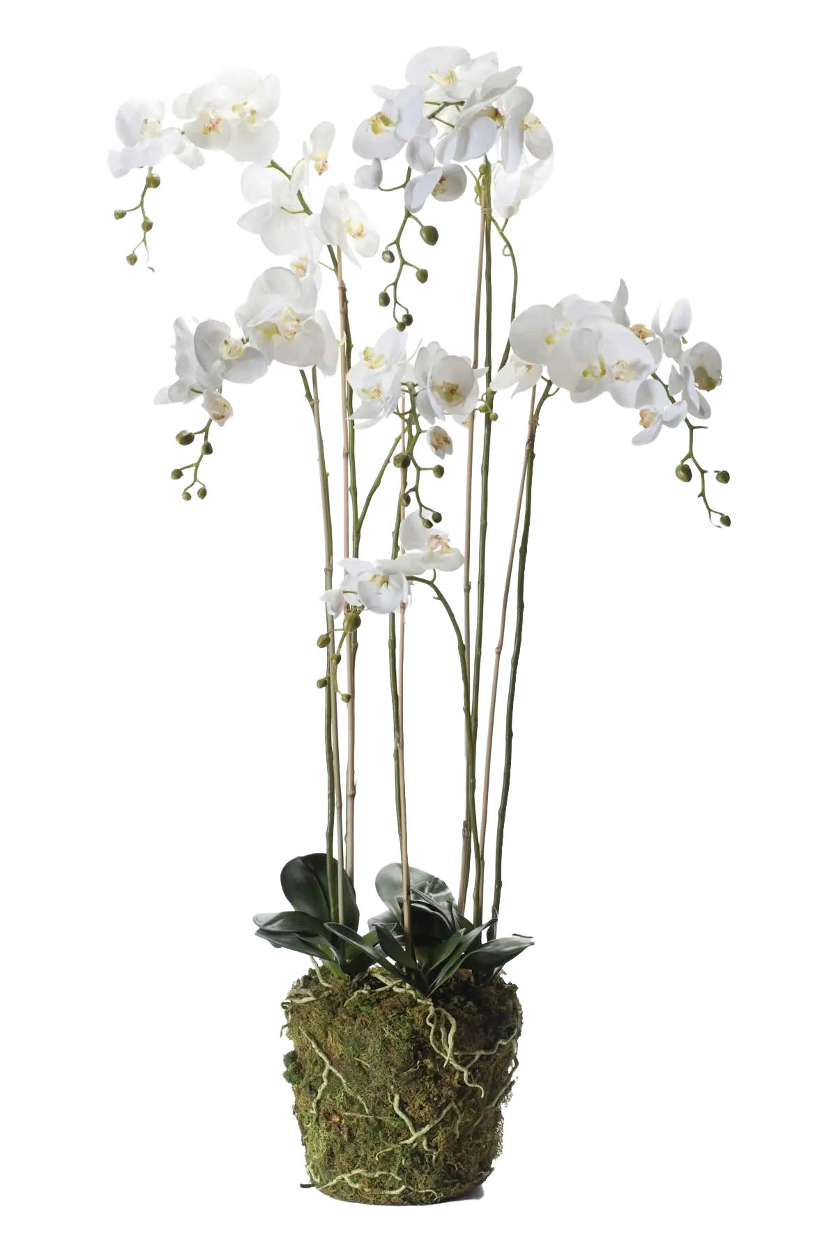 KÜNSTLICHE Orchidee - Marie 145 cm - Grün, Kunststoff (145cm) - Emerald