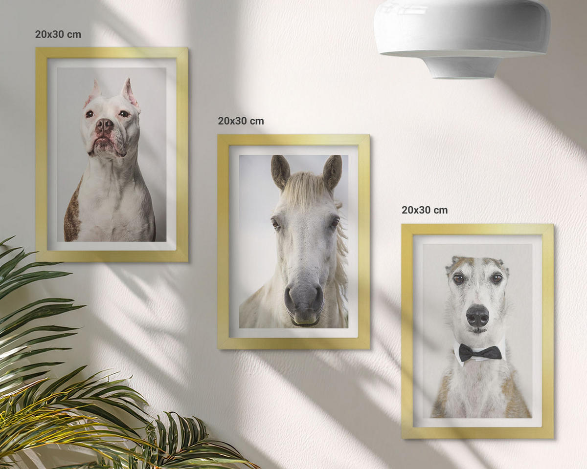 BILDER SET 3er Set - 20x30 cm Goldrahmen - Elegante Porträts von Hunden und Pferden - Goldfarben, Kunststoff (20/30cm) - TULUP