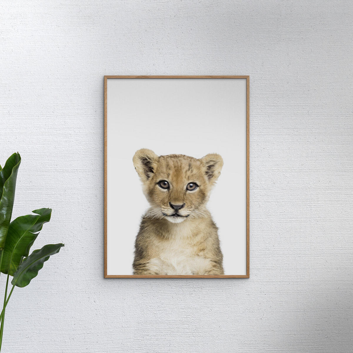POSTER Kathrin Pienaar - Baby Lion - Weiß, Papier (30/40/0.1cm) - Poster&Frame