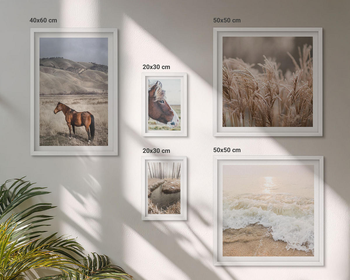 BILDER SET 5er Set - 50x50 cm & 20x30 cm & 40x60 cm Weißer Rahmen - Pferdelandschaft Seegraswald - Weiß, Kunststoff (40/60cm) - TULUP