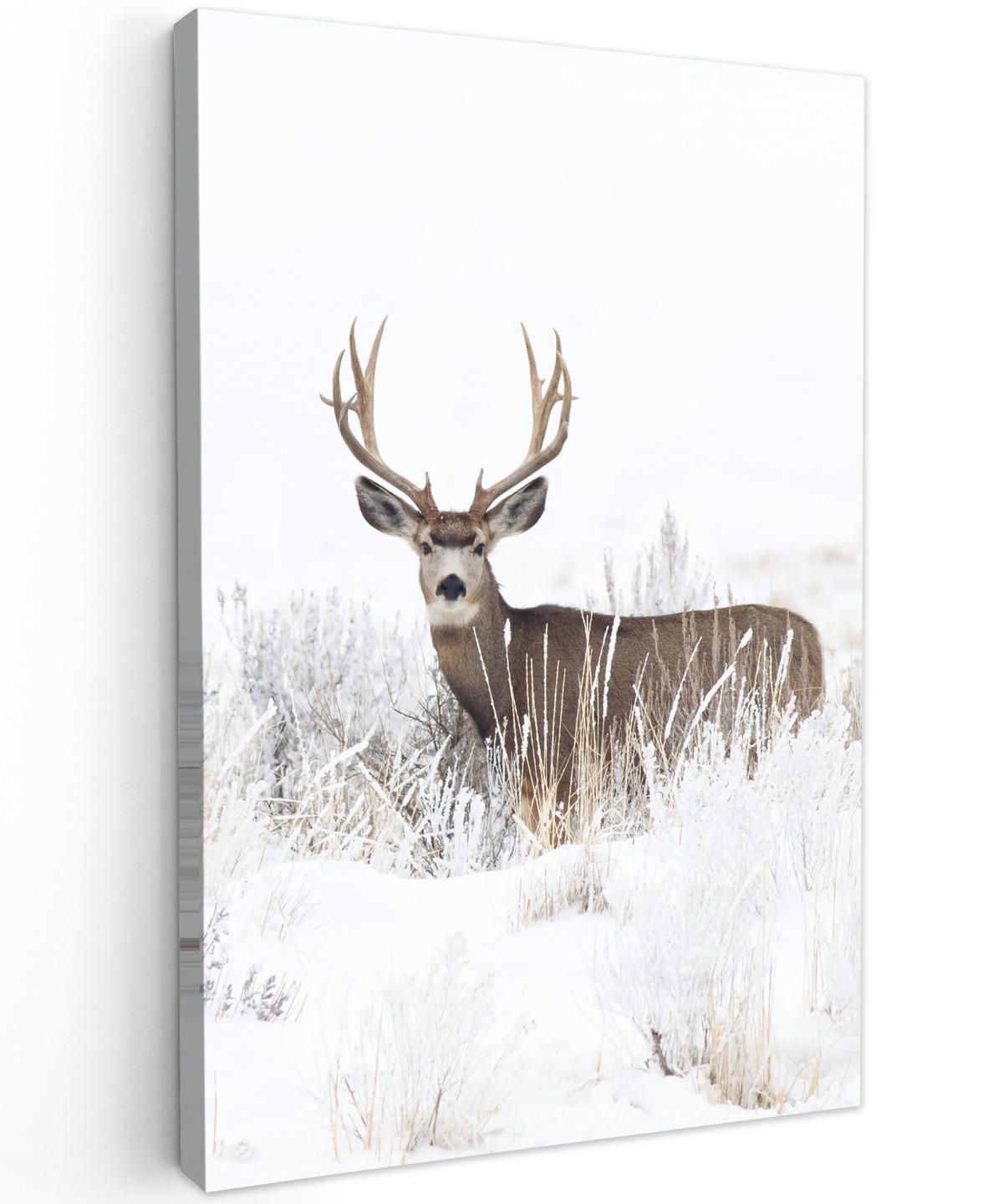 LEINWANDBILD Hirsche - Winter - Schnee - Tiere - Jahreszeiten - Weiß 20x30 cm - Hellbraun, Textil (20/30cm) - MuchoWow