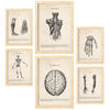 POSTER Set Mit 6 Anatomie Gehirn, Skelett, Muskeln und menschliche Gliedmaßen Größe A3 & A4 Rahmen aus hellem Holz - Beige, Papier (29.7/1cm) - Nacnic