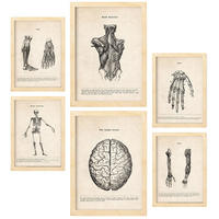 POSTER Set Mit 6 Anatomie Gehirn, Skelett, Muskeln und menschliche Gliedmaßen Größe A3 & A4 Rahmen aus hellem Holz - Beige, Papier (29.7/1cm) - Nacnic