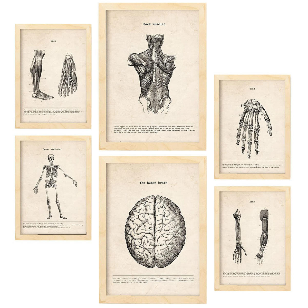 POSTER Set Mit 6 Anatomie Gehirn, Skelett, Muskeln und menschliche Gliedmaßen Größe A3 & A4 Rahmen aus hellem Holz - Beige, Papier (29.7/1cm) - Nacnic
