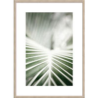 POSTER mit Rahmen 50x70 cm Tropisches Blatt Grün - Beige, Holz (51/71cm) - artissimo