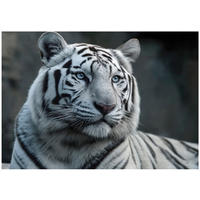 FOTOTAPETE Tiger Tiere Weiß 350x250 cm - Multicolor, Papier (350/250cm) - Wallarena