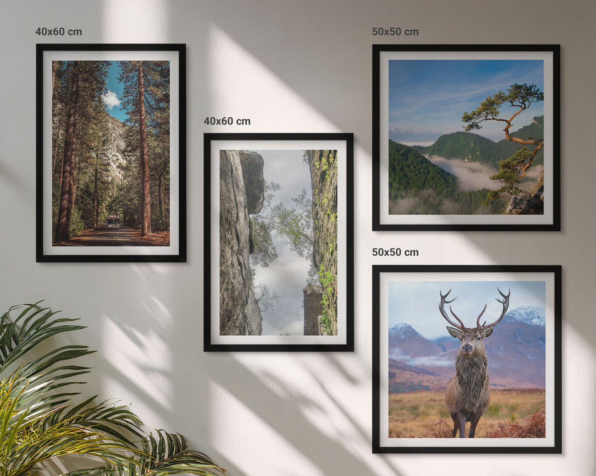 BILDER SET 4er Set - 50x50 cm & 40x60 cm Schwarzer Rahmen - Straße Wald Berge Hirsch Natur - Schwarz, Kunststoff (50/50cm) - TULUP