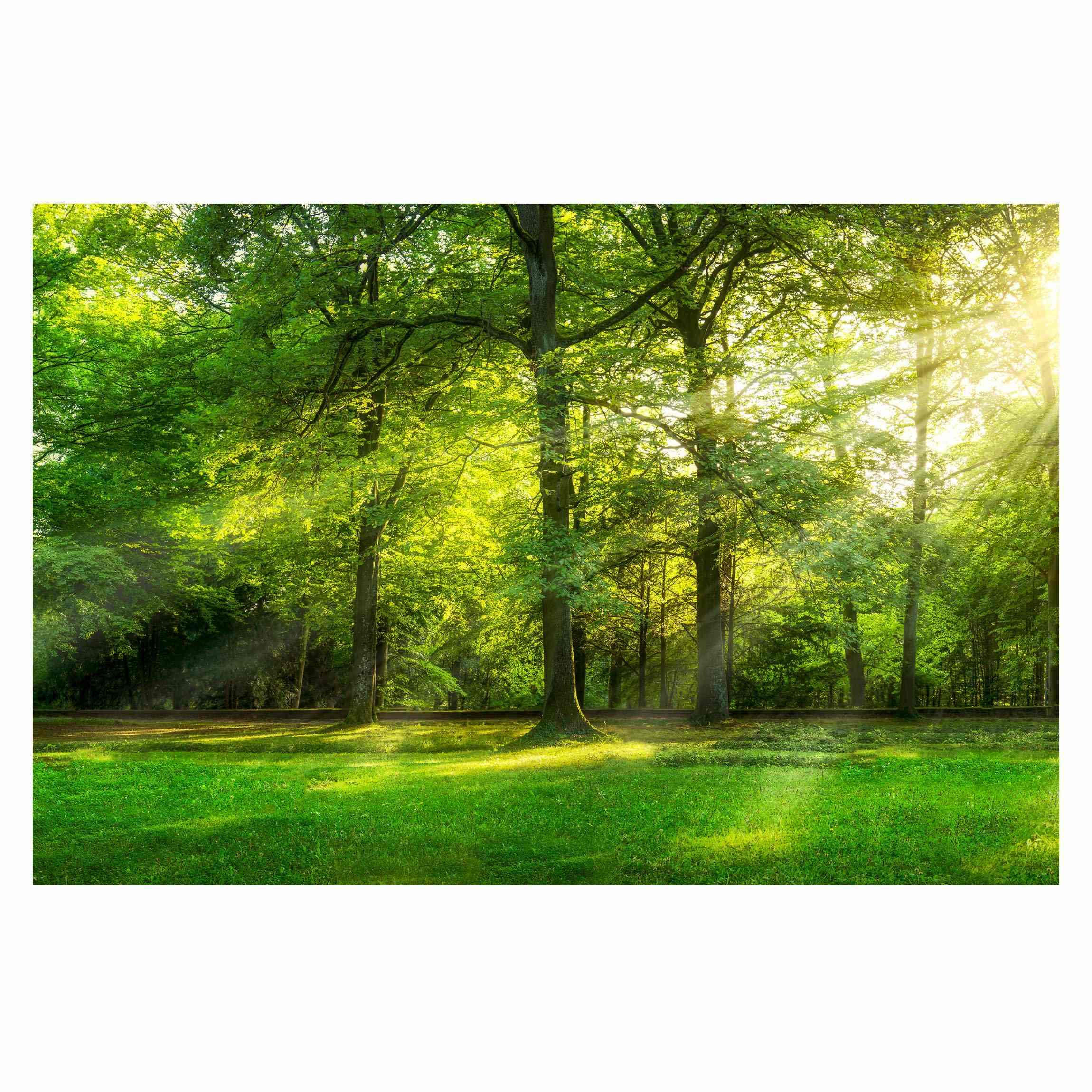 FOTOTAPETE Spaziergang im Wald 432/290 cm - Grün, Papier (432/290cm) - Bilderwelten