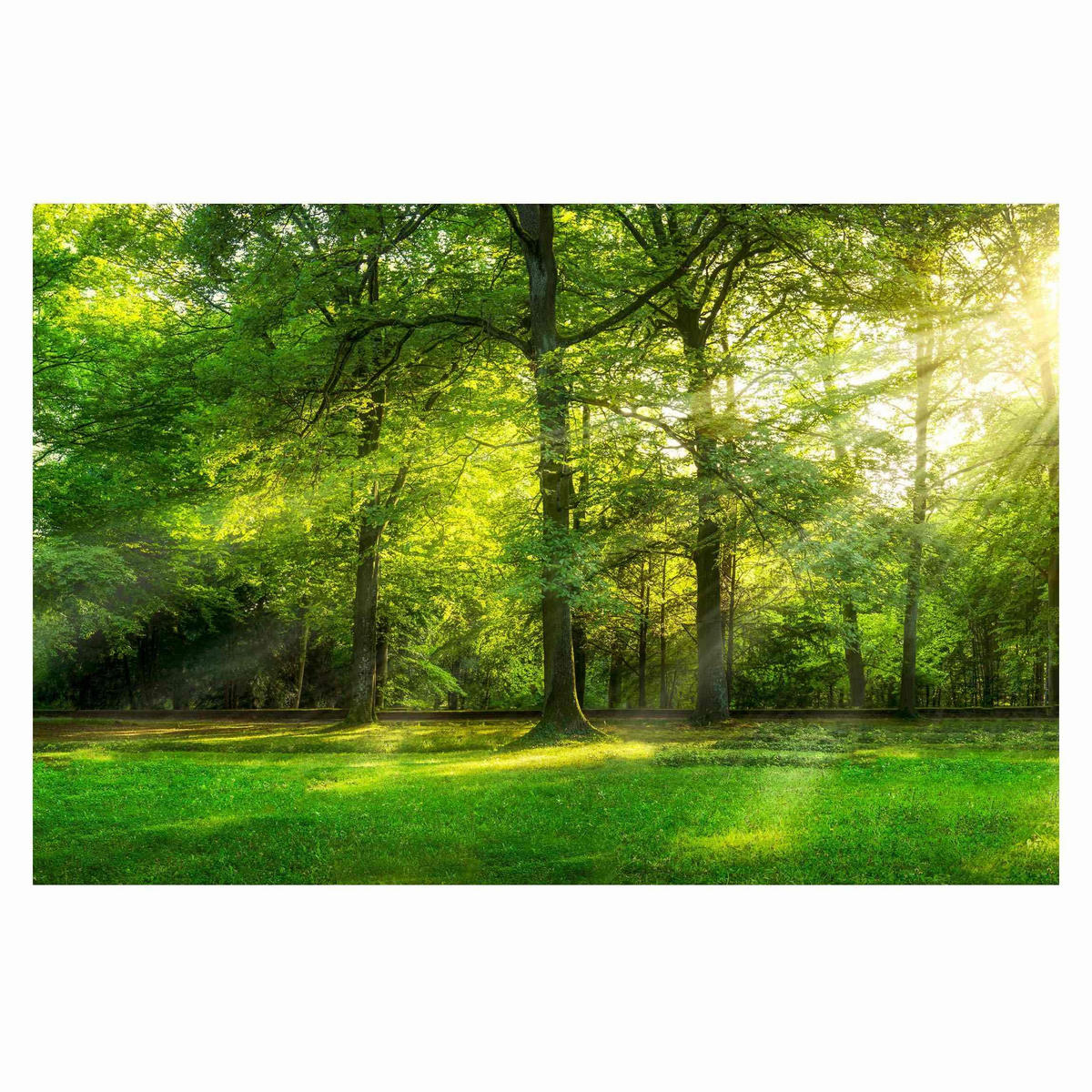 FOTOTAPETE Spaziergang im Wald 432/290 cm - Grün, Papier (432/290cm) - Bilderwelten