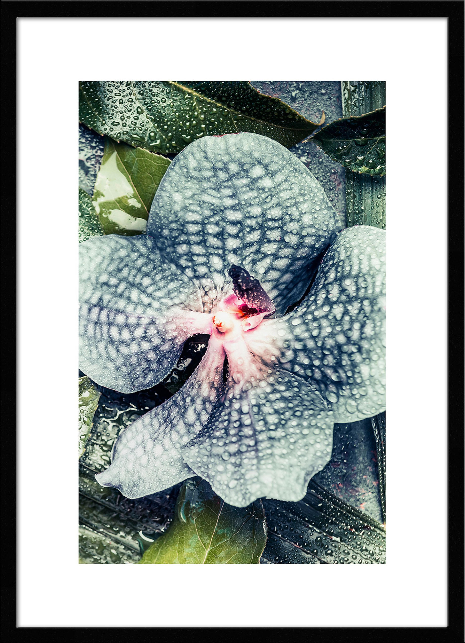 POSTER mit Rahmen 50x70 cm Orchidee Grün - Rosa, Holz (51/71cm) - artissimo