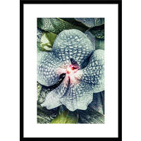 POSTER mit Rahmen 50x70 cm Orchidee Grün - Rosa, Holz (51/71cm) - artissimo
