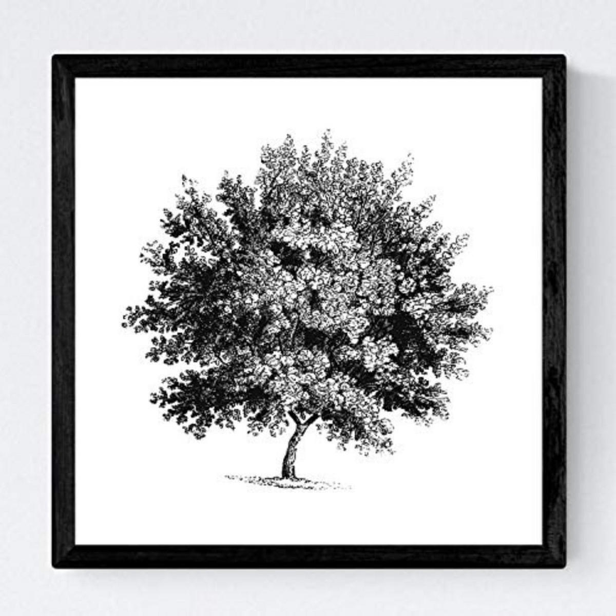 POSTER Set mit 4 Blättern der Caduda Bäume und immergrüne weiß 30x30 cm Rahmenlos - Klar, Papier (30/3cm) - Nacnic