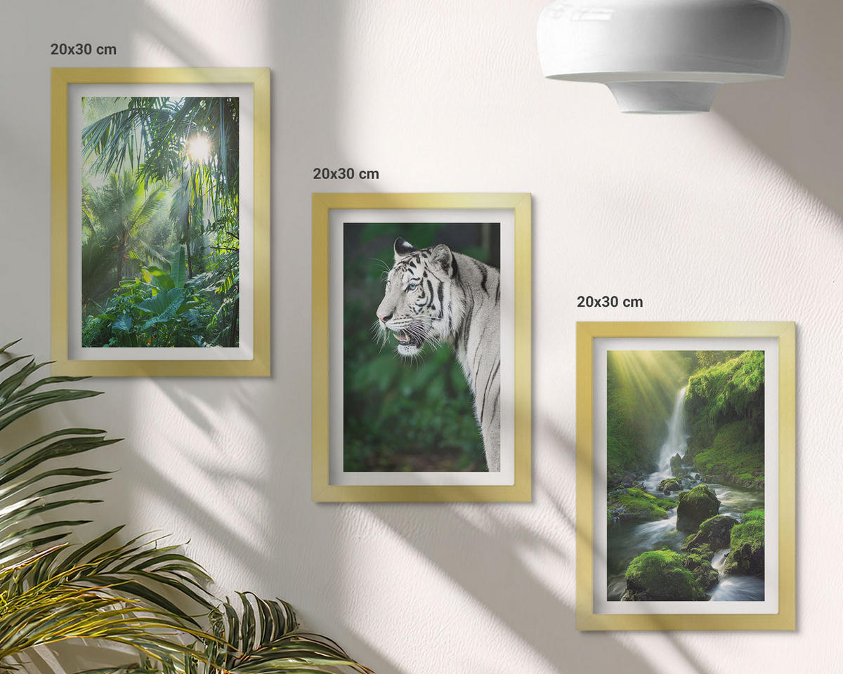BILDER SET 3er Set - 20x30 cm Goldrahmen - Dschungeltigerwasserfall - Goldfarben, Kunststoff (20/30cm) - TULUP