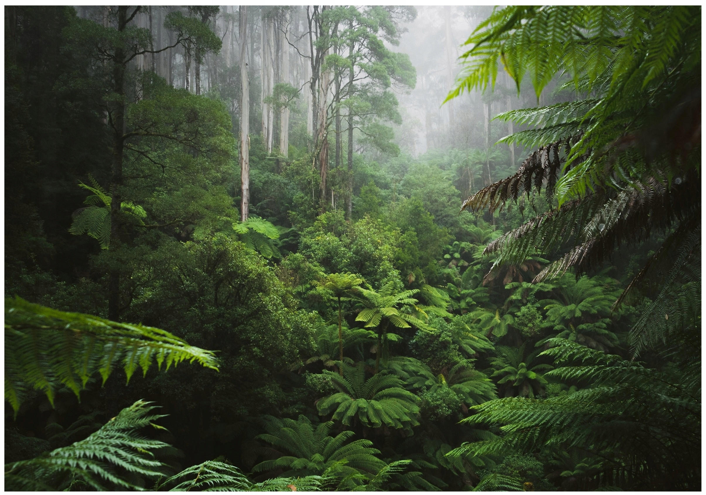 FOTOTAPETE Wald Dschungel Vliestapete Tapete 200x140 - Multicolor, Papier (200/140cm) - Wallarena