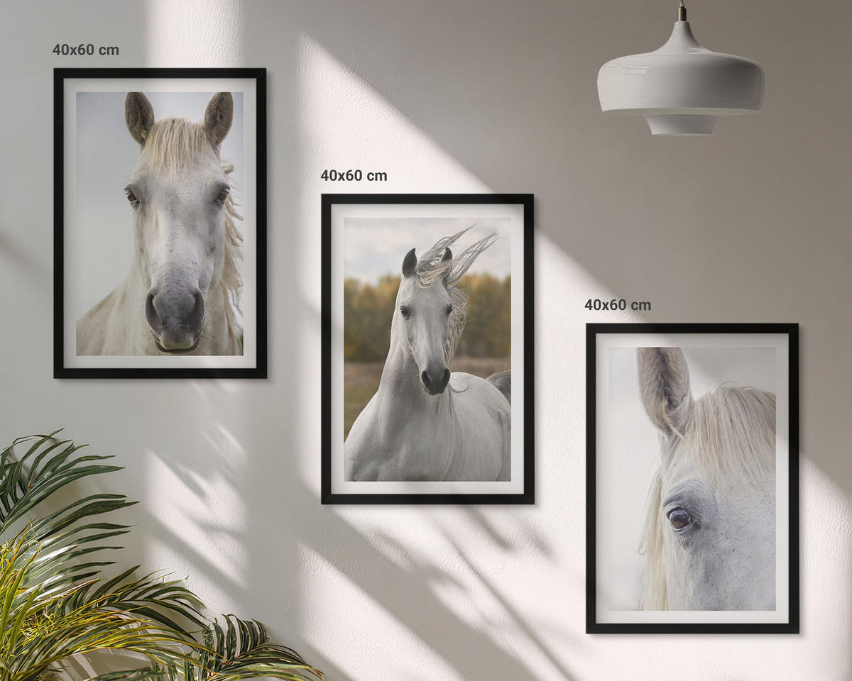 BILDER SET 3er Set - 40x60 cm Schwarzer Rahmen - Weiße Pferde in der Natur - Schwarz, Kunststoff (40/60cm) - TULUP