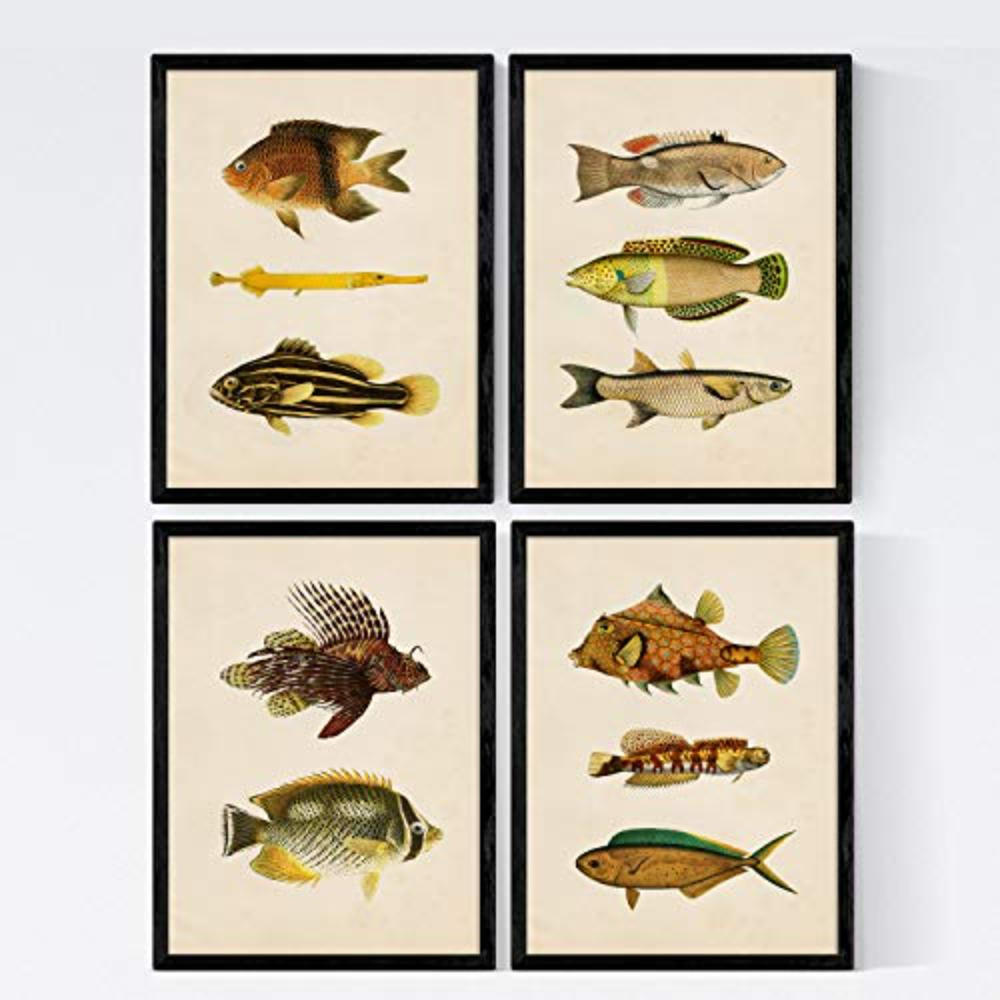 POSTER Set mit 4 Ostsee 11 verschiedenen Fischen A4 Rahmenlos - Klar, Papier (29.7/3cm) - Nacnic