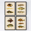POSTER Set mit 4 Ostsee 11 verschiedenen Fischen A4 Rahmenlos - Klar, Papier (29.7/3cm) - Nacnic