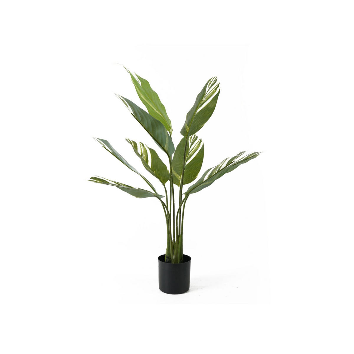 KÜNSTLICHE PFLANZE Calathea Grün 63/63/90 cm - Grün, Kunststoff (90cm) - Present Time