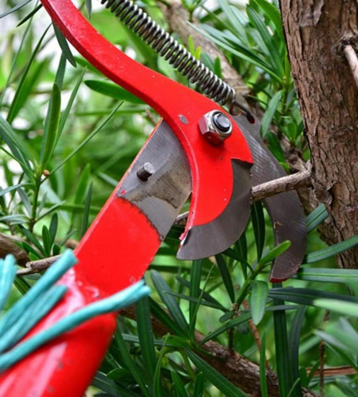 SCHERE – geeignet zum Pflücken von Früchten - Rot, Metall (30/23/1cm) - DCA