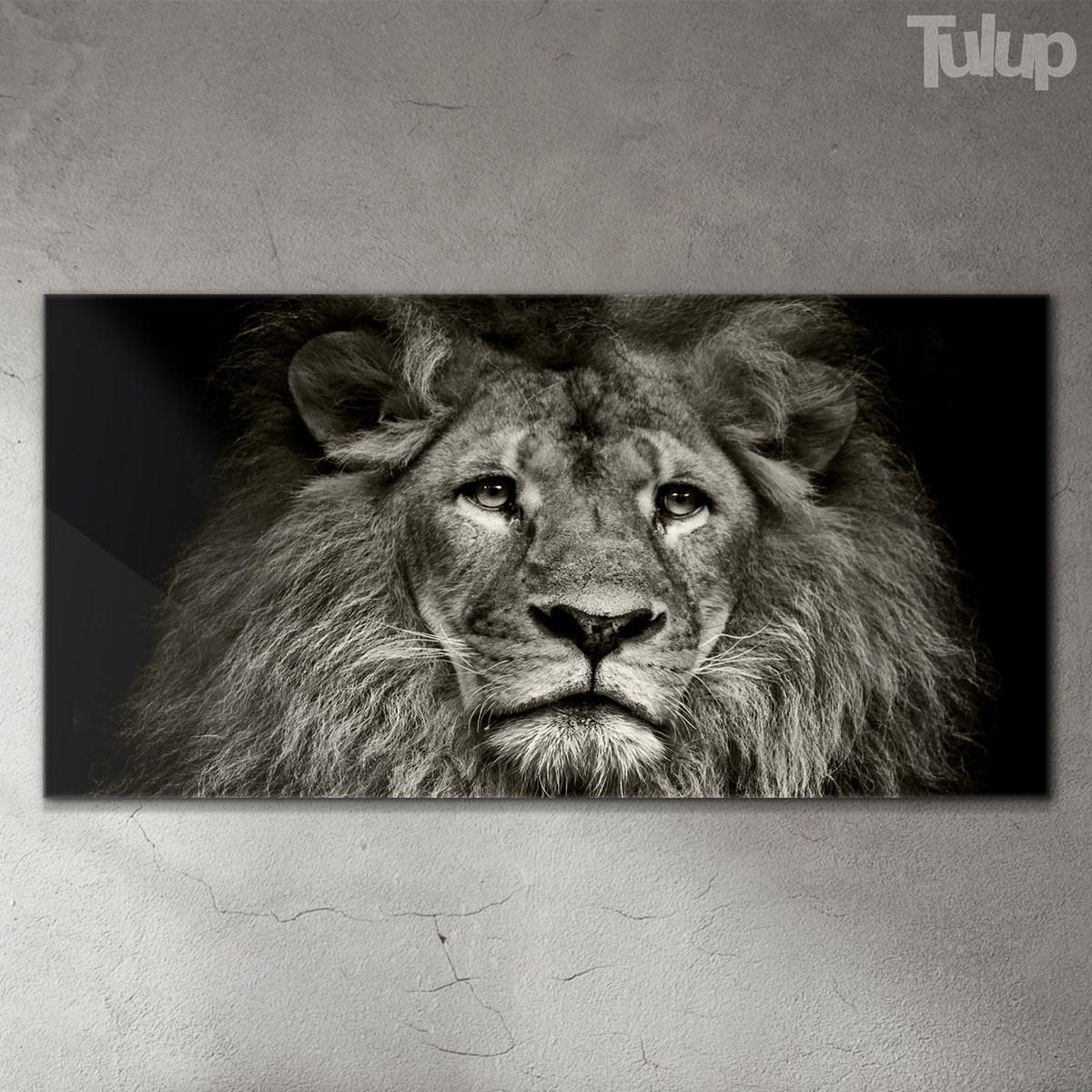 GLASBILD 120x60 cm Löwe Tier - Anthrazit, Glas (120/60cm) - TULUP