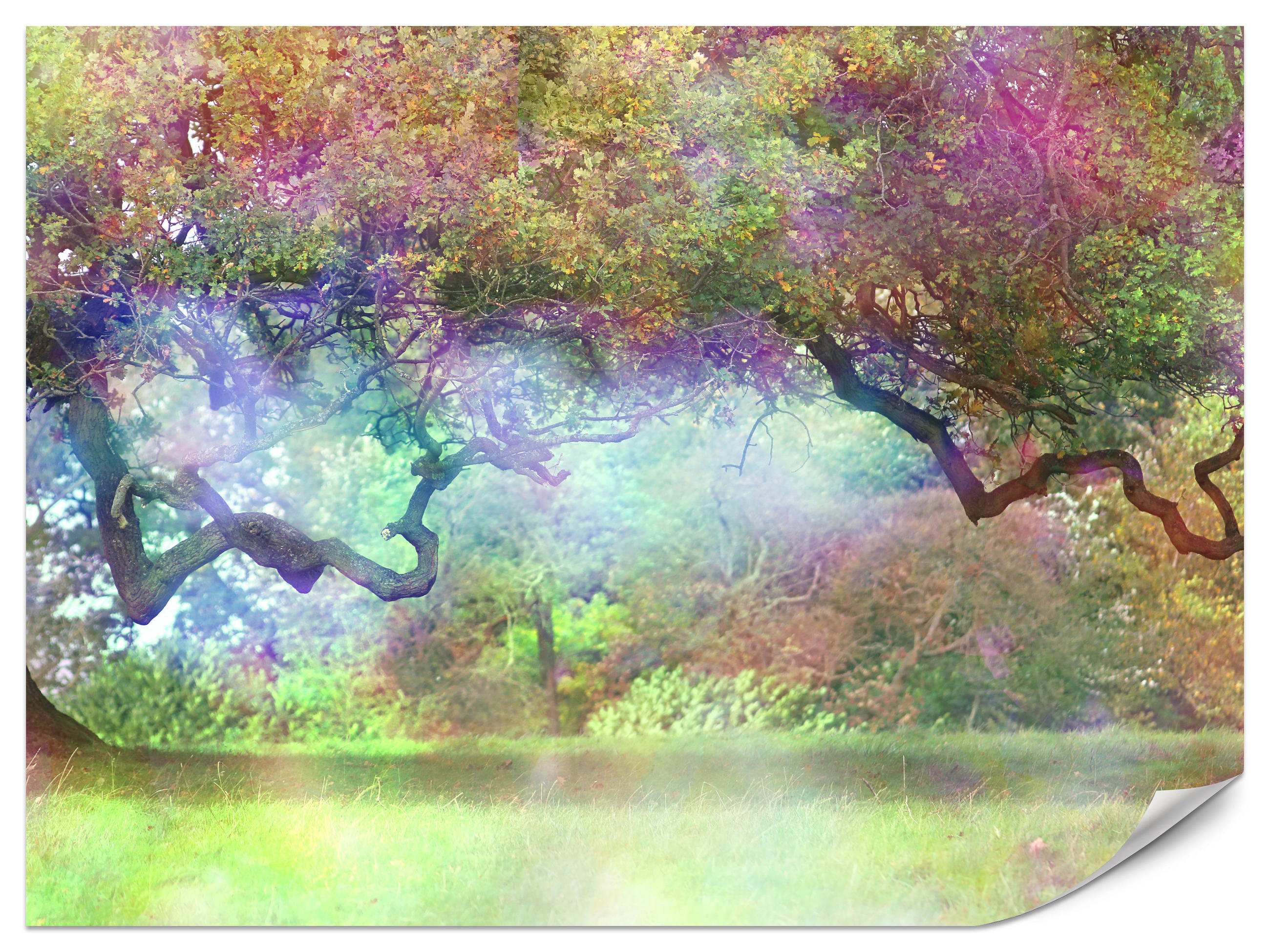 FOTOTAPETE für Kinderzimmer Magischer Bunter Wald Bäume Sträucher Blätter Pflanzen 200x140 - Gelb/Rot, Papier (200/140cm) - Muralo