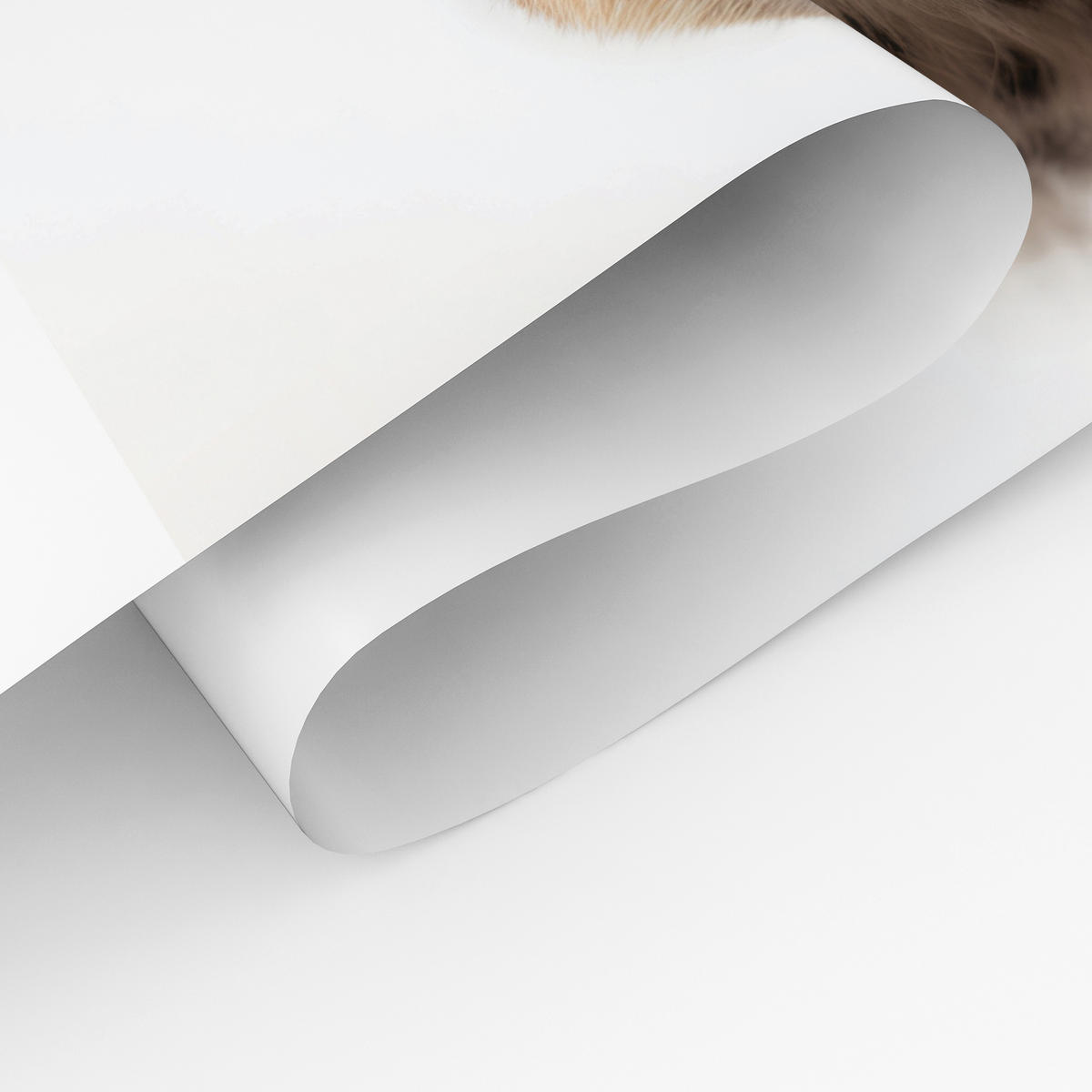 POSTER SET ohne Rahmen für Kinderzimmer WILDTIERE Giraffe Gepard Zebra A4 21x30cm - Gelb/Schwarz, Papier (21/30/1cm) - Muralo