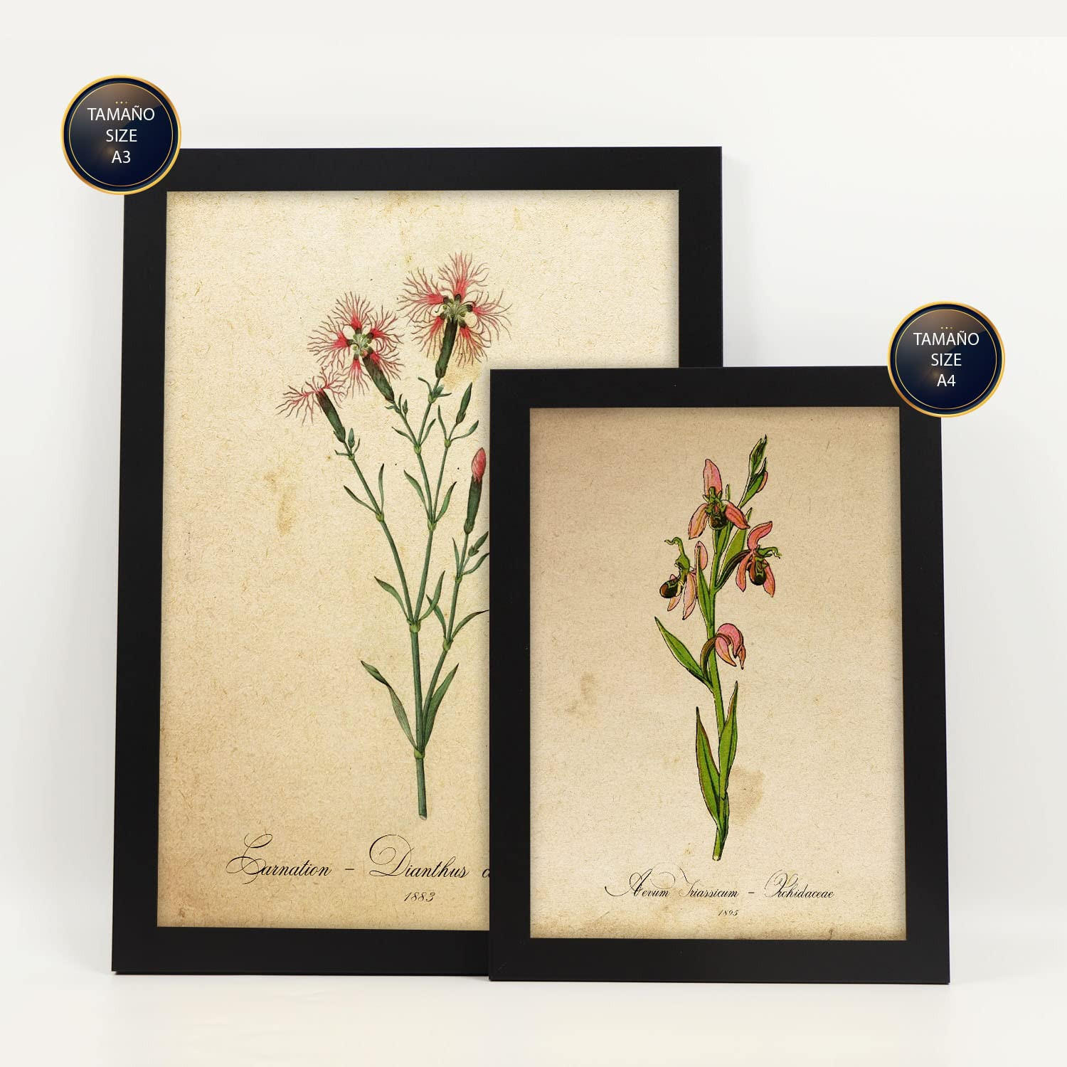 POSTER Set Mit 6 Rote Blumen Vollfarbige Natur Und Botanikdrucke Mit Blumenmotiven Im Vintage Papier Stil Innenarchitektur A3 & A4 Schwarzer Rahmen - Schwarz, Papier (29/3cm) - Nacnic