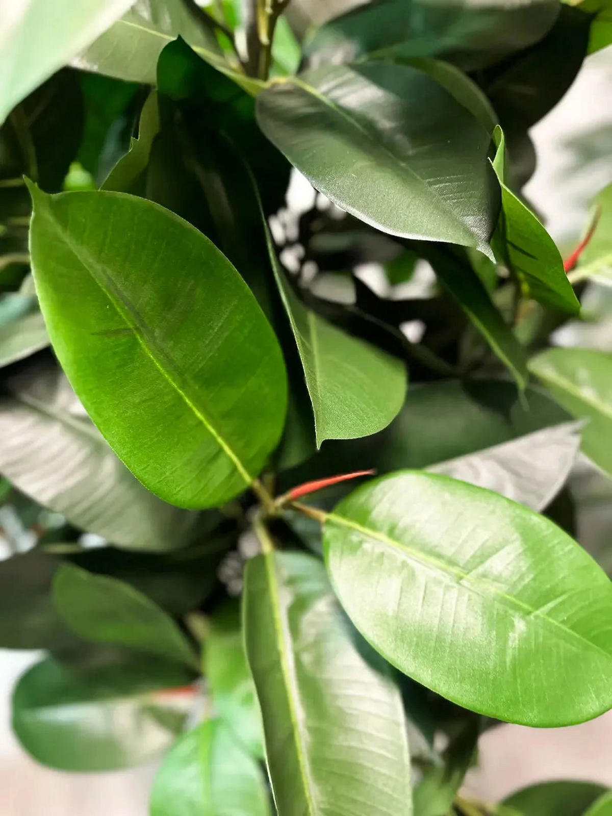 KUNSTBAUM Künstlicher Gummibaum - Karim 180 cm - Grün, Kunststoff (180cm) - aplanta