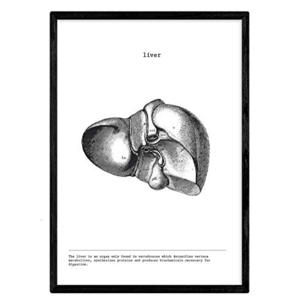 POSTER Anatomie Leber A4 Rahmenlos - Klar, Papier (29.7/5/21cm) - Nacnic