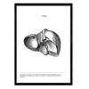 POSTER Anatomie Leber A4 Rahmenlos - Klar, Papier (29.7/5/21cm) - Nacnic