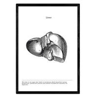 POSTER Anatomie Leber A4 Rahmenlos - Klar, Papier (29.7/5/21cm) - Nacnic