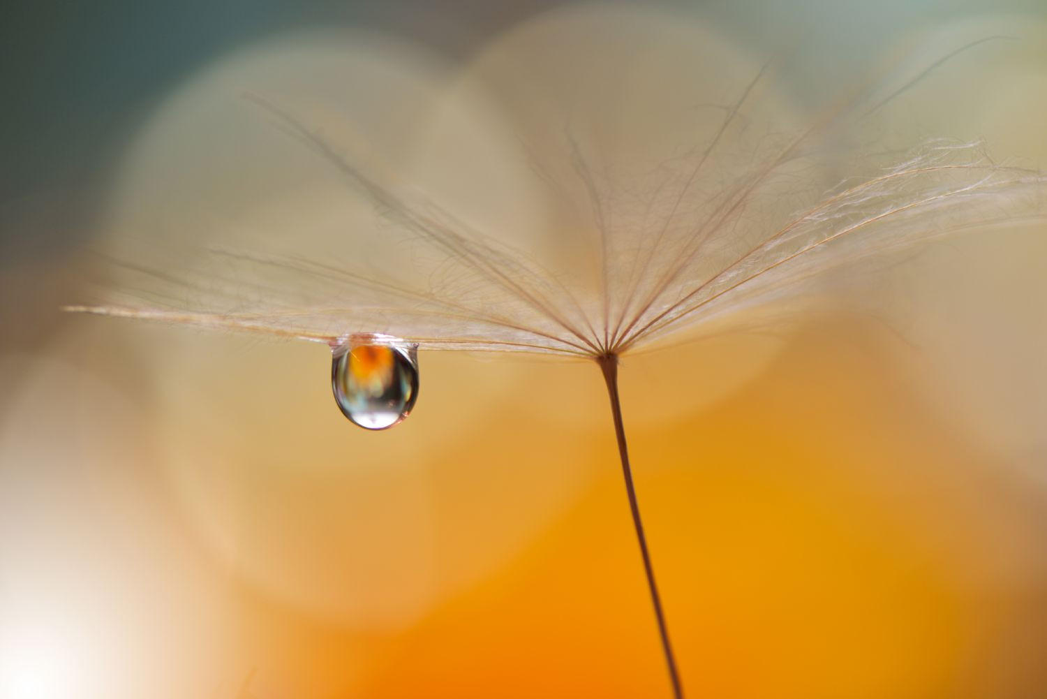 FOTOTAPETE morning drop 375 x 270 cm - Orange, Papier (375/270cm) - Sanders & Sanders