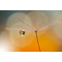 FOTOTAPETE morning drop 375 x 270 cm - Orange, Papier (375/270cm) - Sanders & Sanders