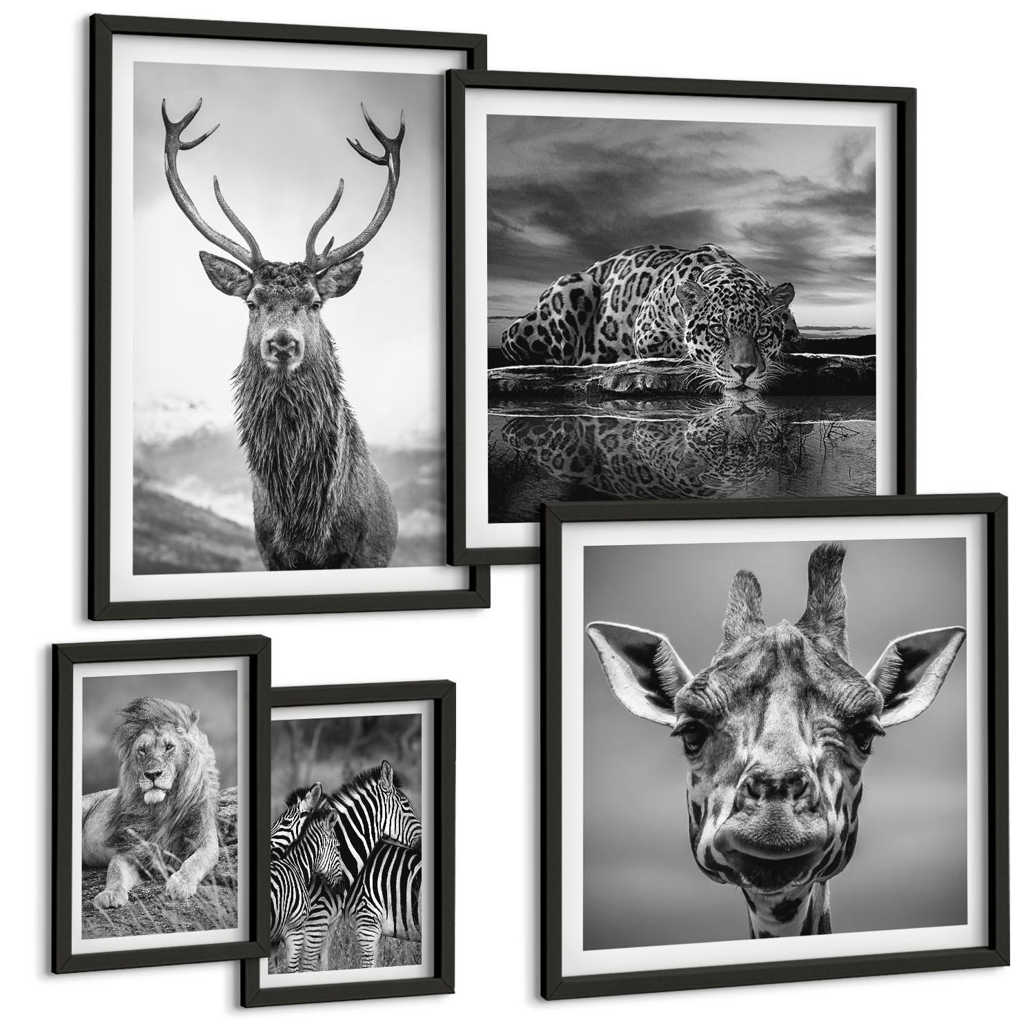 BILDER SET 5er Set - 50x50 cm & 20x30 cm & 40x60 cm Schwarzer Rahmen - Wildtiere Löwe Jaguar Giraffe Zebras - Schwarz, Kunststoff (40/60cm) - TULUP
