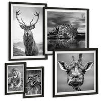 BILDER SET 5er Set - 50x50 cm & 20x30 cm & 40x60 cm Schwarzer Rahmen - Wildtiere Löwe Jaguar Giraffe Zebras - Schwarz, Kunststoff (40/60cm) - TULUP