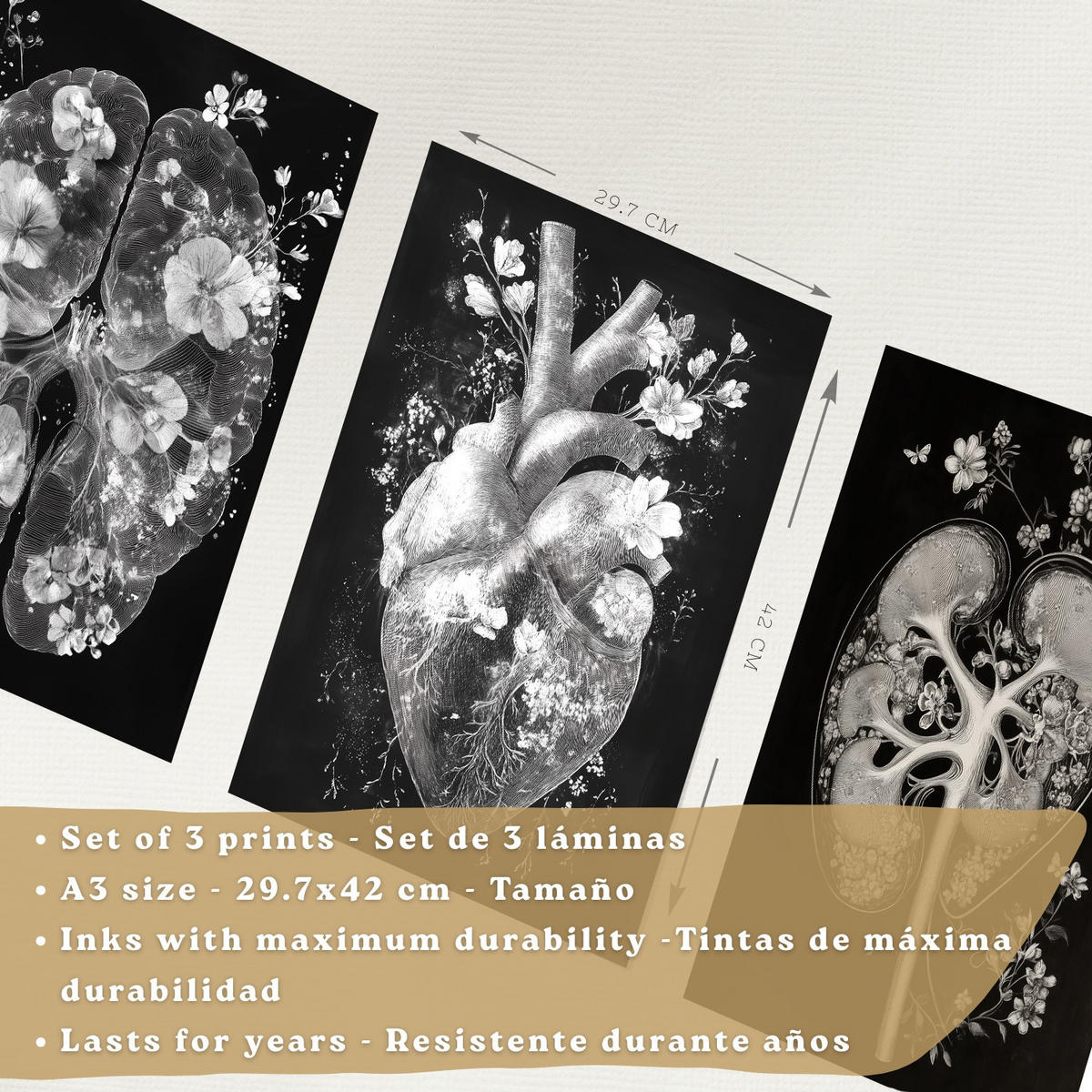 POSTER Set aus 3 Anatomie Drucke und Wandbilder mit Inneren Organen Gehirn Herz Nieren Minimalistisches Schwarz Weiß Design Größe Rahmenlos A3 - Klar, Papier (29.7/42/3cm) - Nacnic